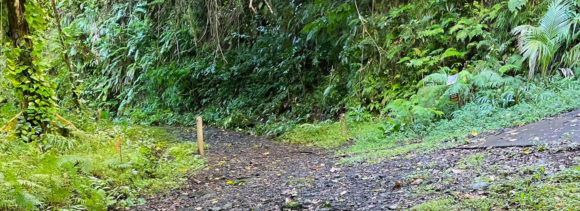 Mount Alava Access Road Rehabilitation