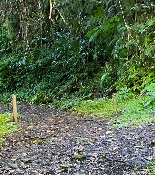 Mount Alava  Access Road Rehabilitation